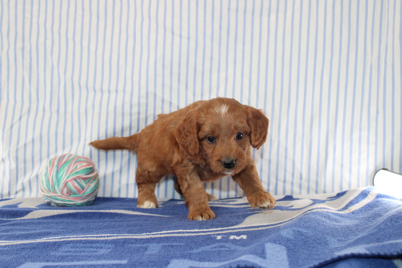 puppy, for, sale, Mini Golden Doodle F1, Matthew B. Stoltzfus, dog, breeder, Gap, PA, dog-breeder, puppy-for-sale, forsale, nearby, find, puppyfind, locator, puppylocator, aca